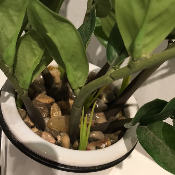 Faux Plant Artificial ZZ Plant Faux Greens NEW Perfect Size FINAL SALE - Picture 6 of 8